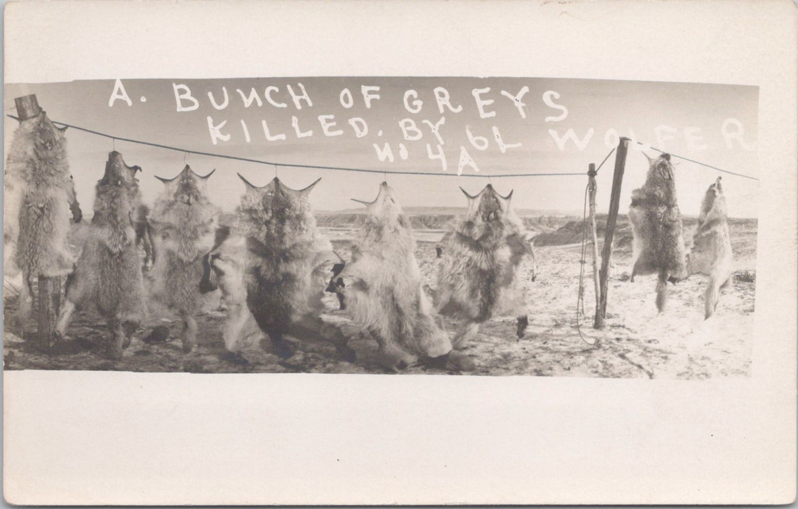 South Dakota Badlands 6L Ranch Wolf Hunting 'Bunch Of Greys' 1910 Real Photo Postcard