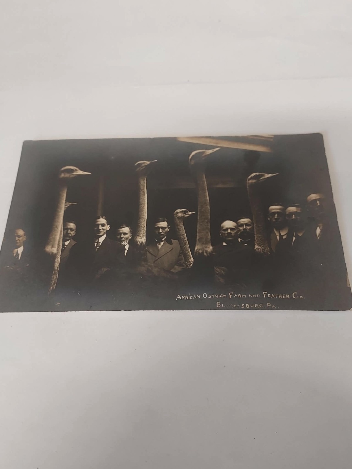Bloomsburg Pennsylvania African Ostrich Farm And Feather Company 1900s Real Photo Postcard