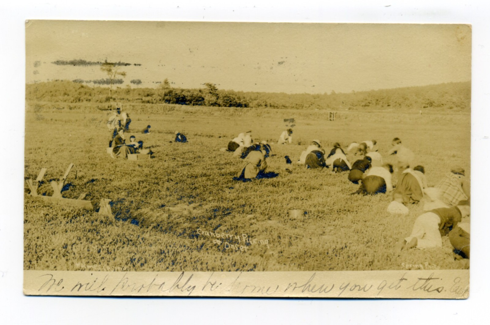 Onset Massachusetts Cranberry Picking Workers on Hands and Knees 1906 Real Photo Postcard