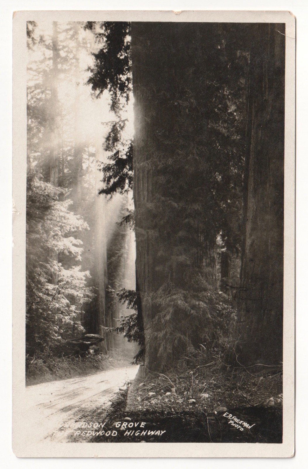Richardson Grove Redwood Highway Humboldt County Real Photo Postcard