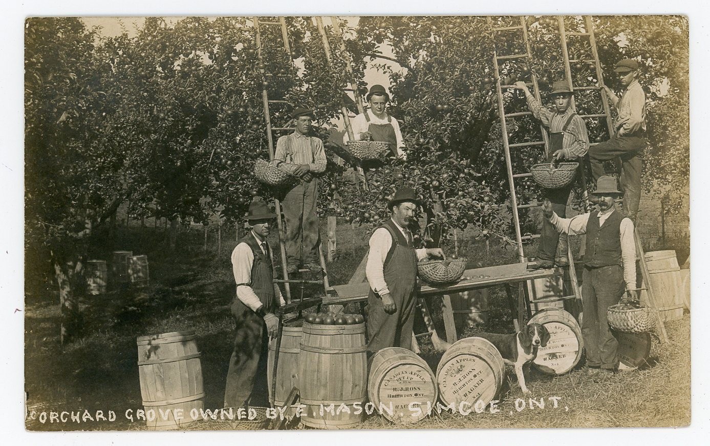 Simcoe Ontario Canada Apple Pickers Mason's Orchard Grove Real Photo Postcard