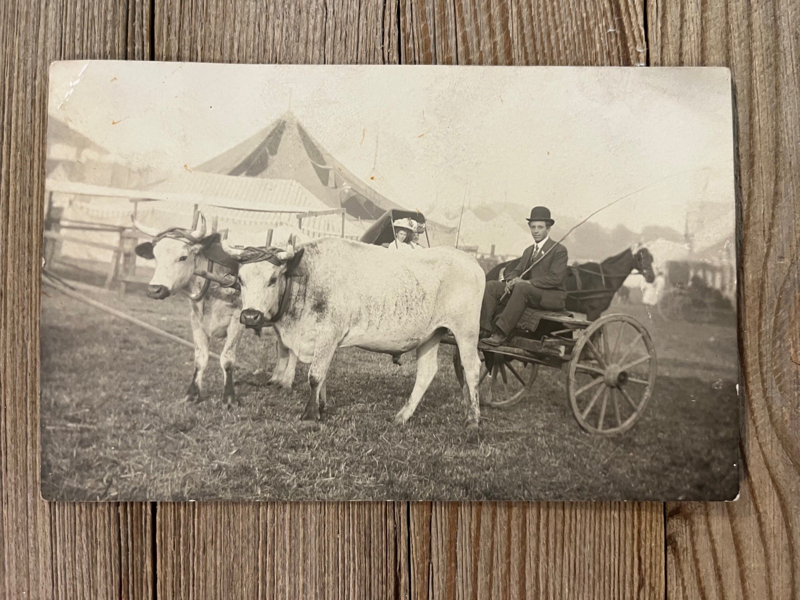 Dryden New York Tompkins County Fair Circus Ox Real Photo Postcard