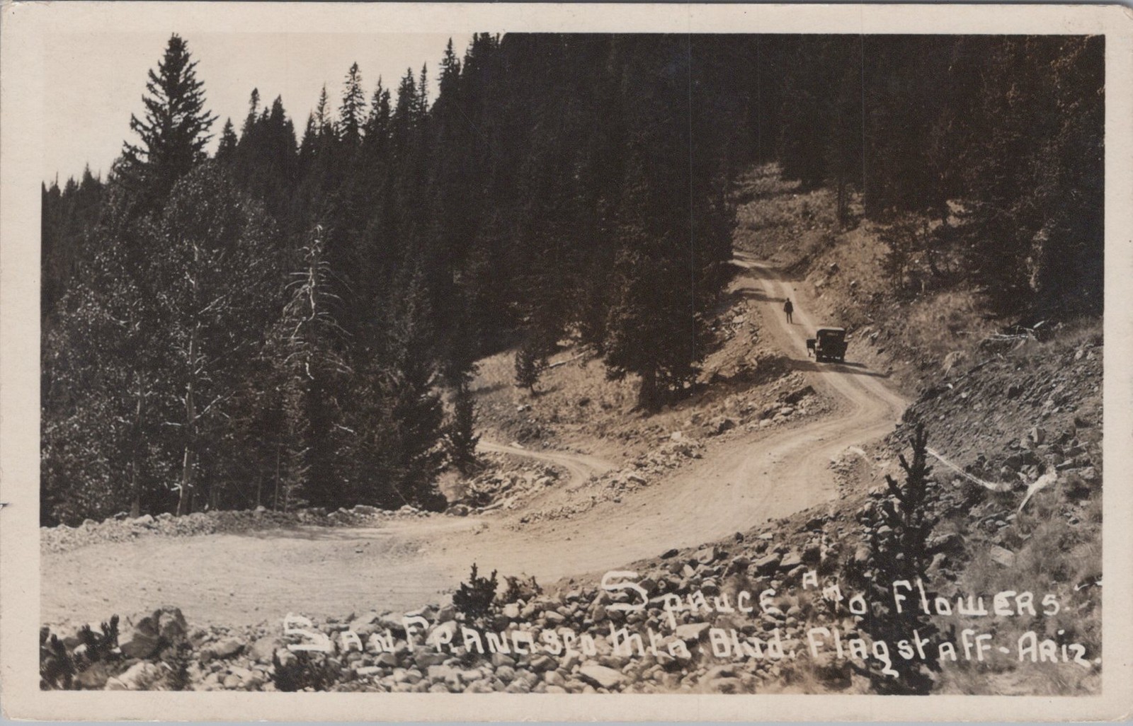 Flagstaff Arizona San Francisco Mountains Spruce Flowers 1910s Real Photo Postcard