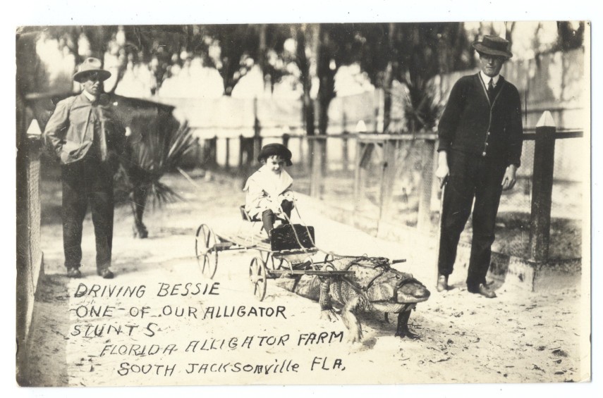 South Jacksonville Florida Child Driving an Alligator Cart 1910 Real Photo Postcard