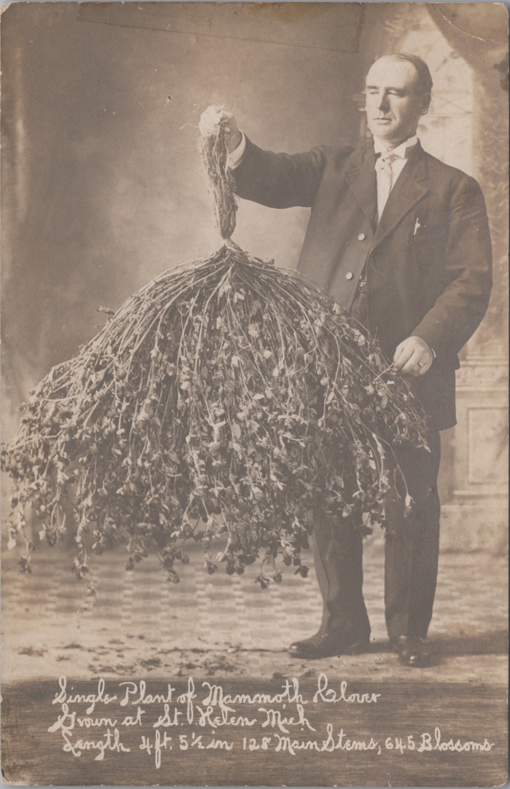 St Helen Michigan Single Plant Of Mammoth Clover Real Photo Postcard