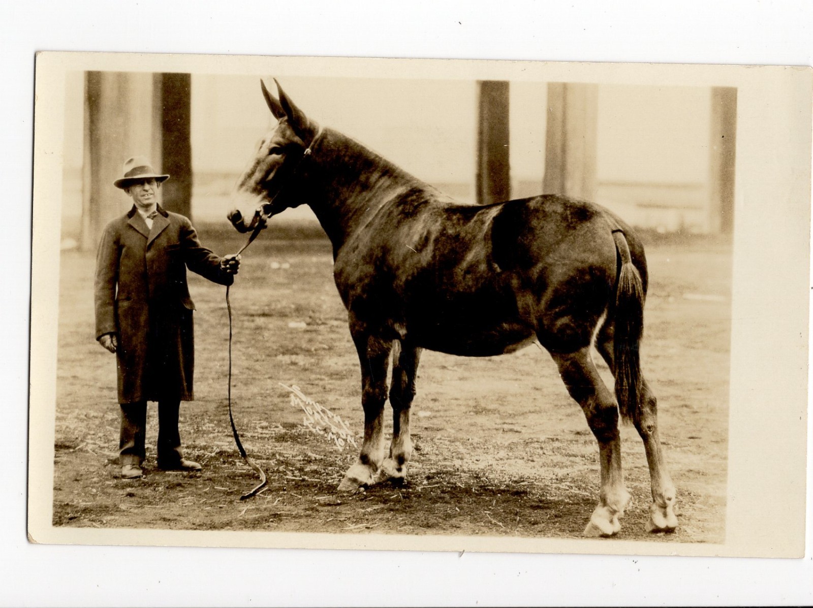American Royal Champion Red Horse December 1927 Real Photo Postcard
