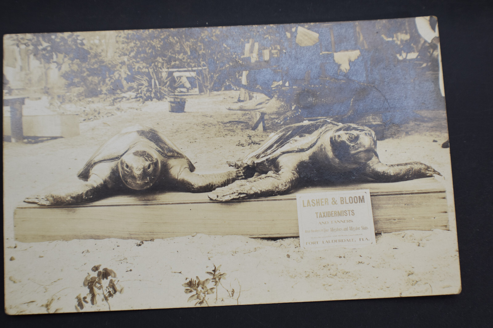 Fort Lauderdale Florida Lasher & Bloom Taxidermists Sea Turtles Real Photo Postcard