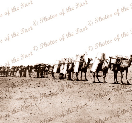 Laden Camel train, far north South Australia c1910s