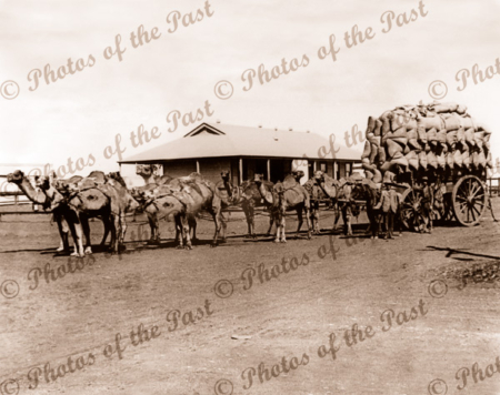 Camel team hauling wagon of wheat
