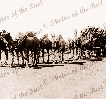 Camel team hauling wagon of Sandalwood. WA. Western Australia
