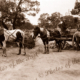 Road making. Two horses & cart dumping stone onto road. 1901