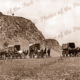 Ben Manisty's vans near the Little Gorge, Lady Bay SA. South Australia. Horse and carriages. 1920
