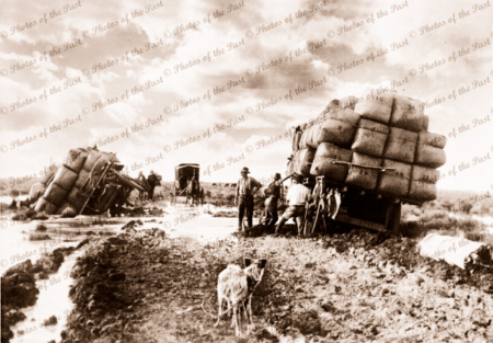 Bogged wool wagons, near Jerilderie, NSW. On the Black Soil Plains, c1870. dog