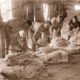Shearing on the board. c1910
