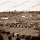 Oakbank Race Meeting, SA. South Australia. c1926. Horse racing. Cars