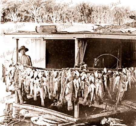 Murray cod on PS MAYFLOWER. Riverboats. Paddle steamer. 1909. Fishing