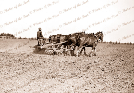 Five horse team harrowing fields. c1950s