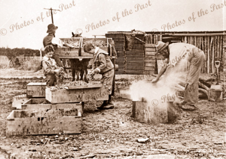 Dipping grapes in the Riverland. c1910. Children.