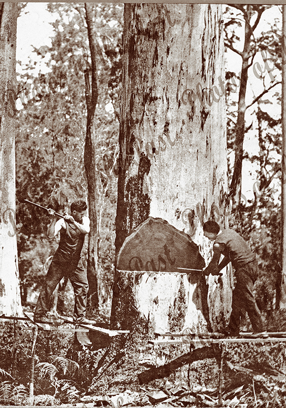 Tree Fellar Tree fellers – Photos of the Past