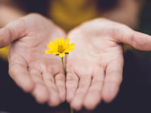 open hands hold daisy