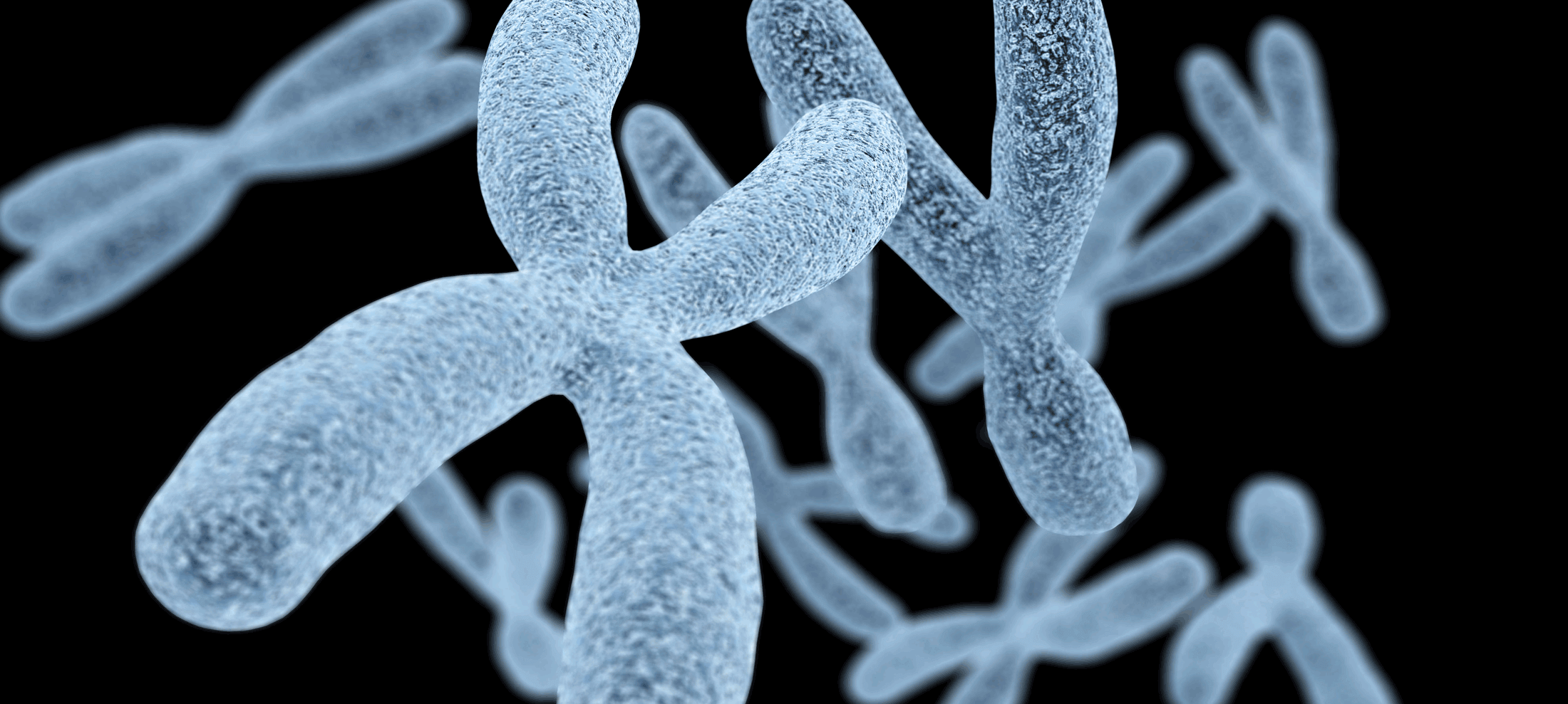 X y chromosomes