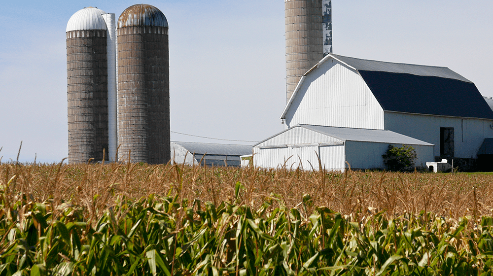 Us farm corn