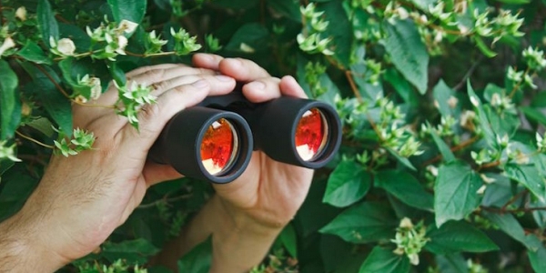 Peeping through bushes binoculars