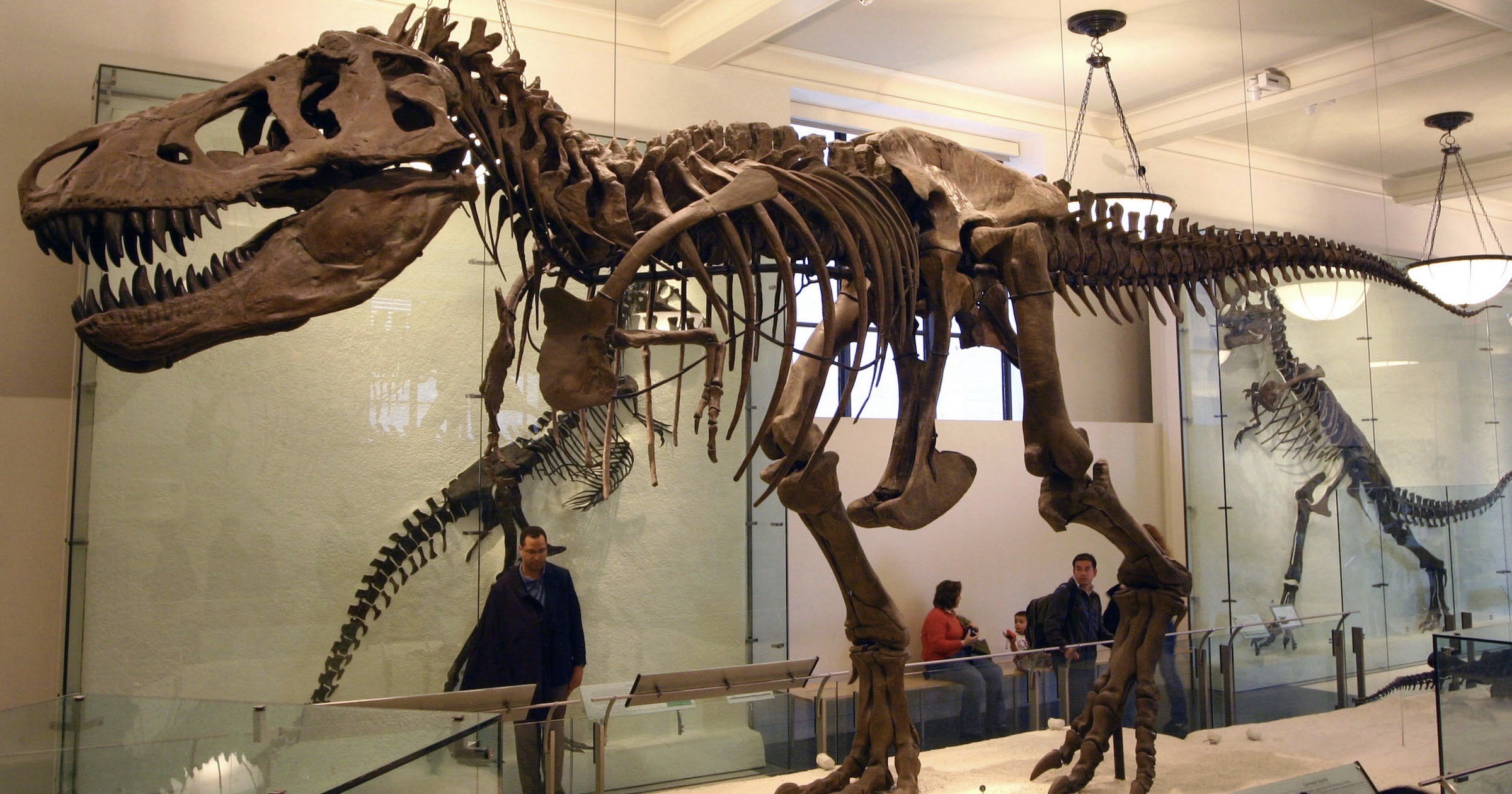 T rex fossil display
