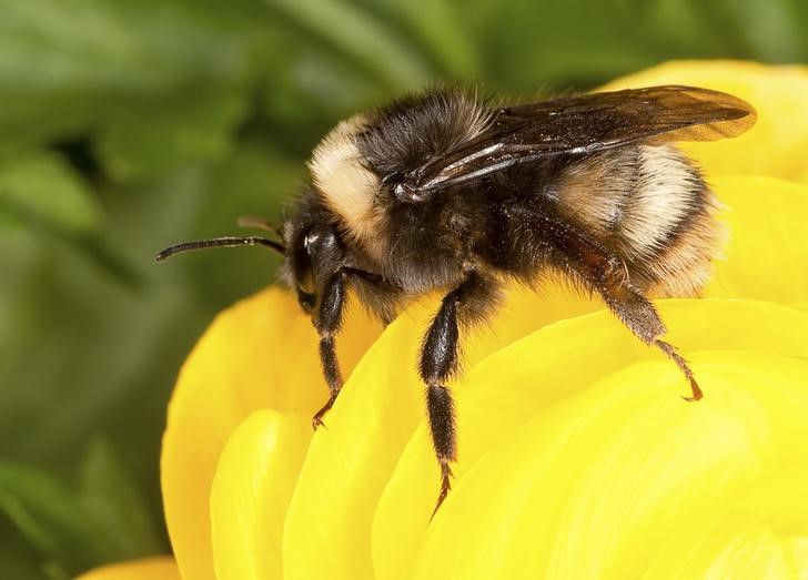 The western bumblebee bombus occidentalis