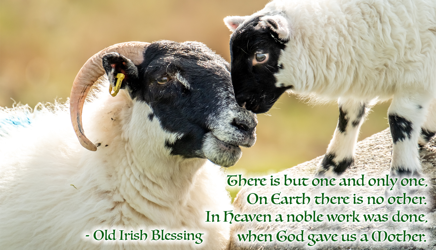Ewe lamb irish blessing
