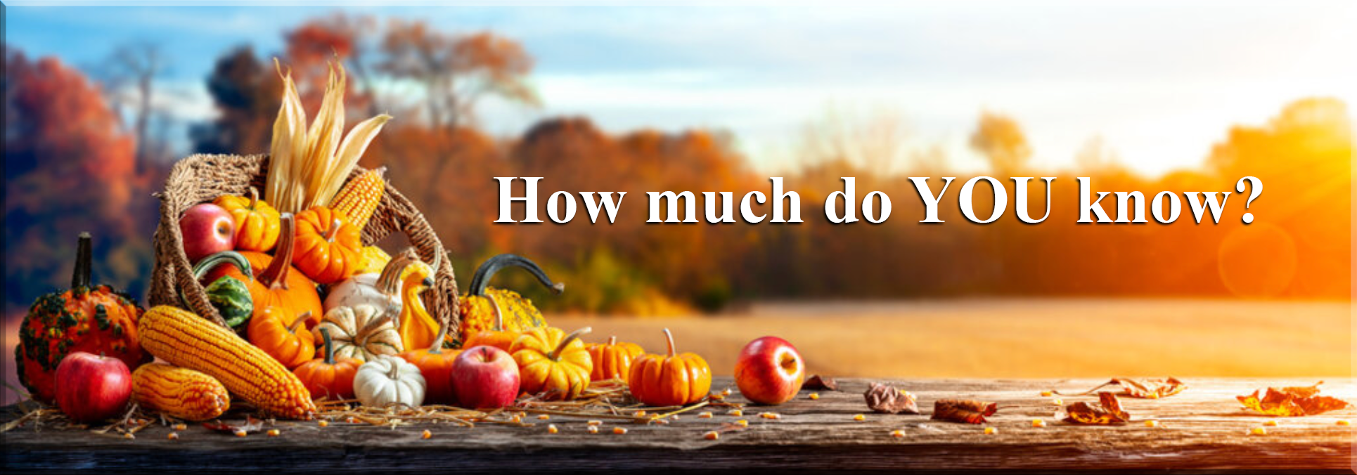 Thanksgiving quiz cornucopia
