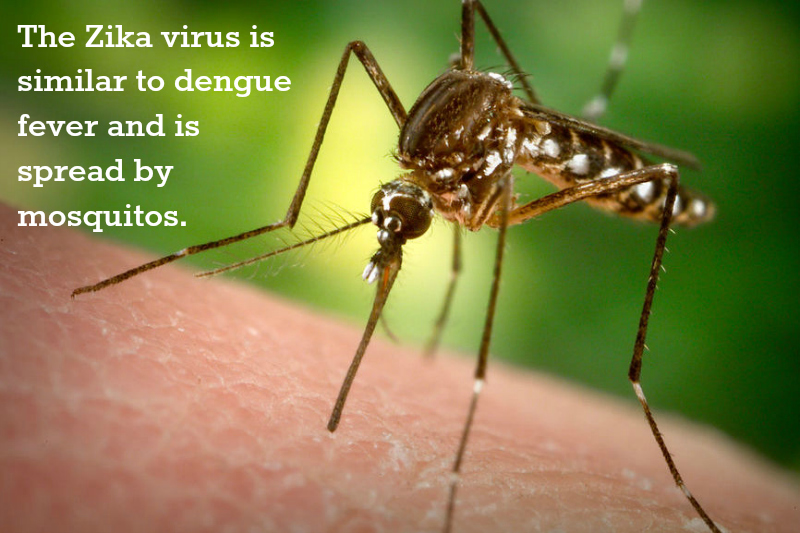 Mosquito zika