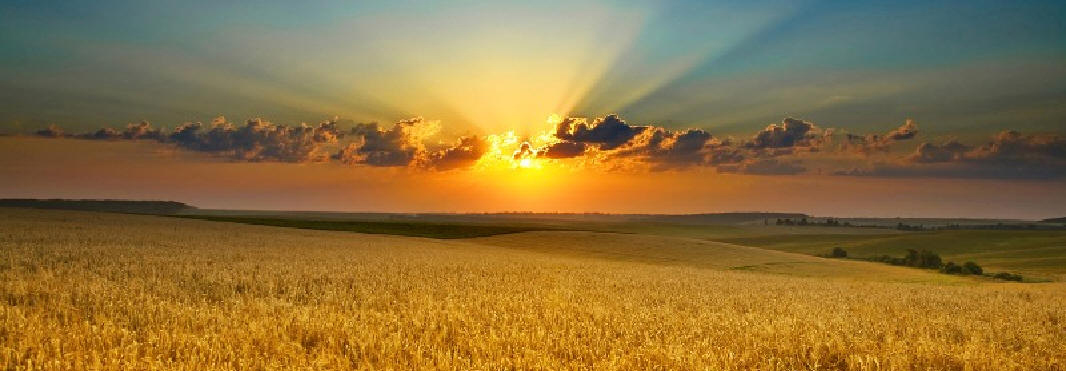 Bumper crop at sunset