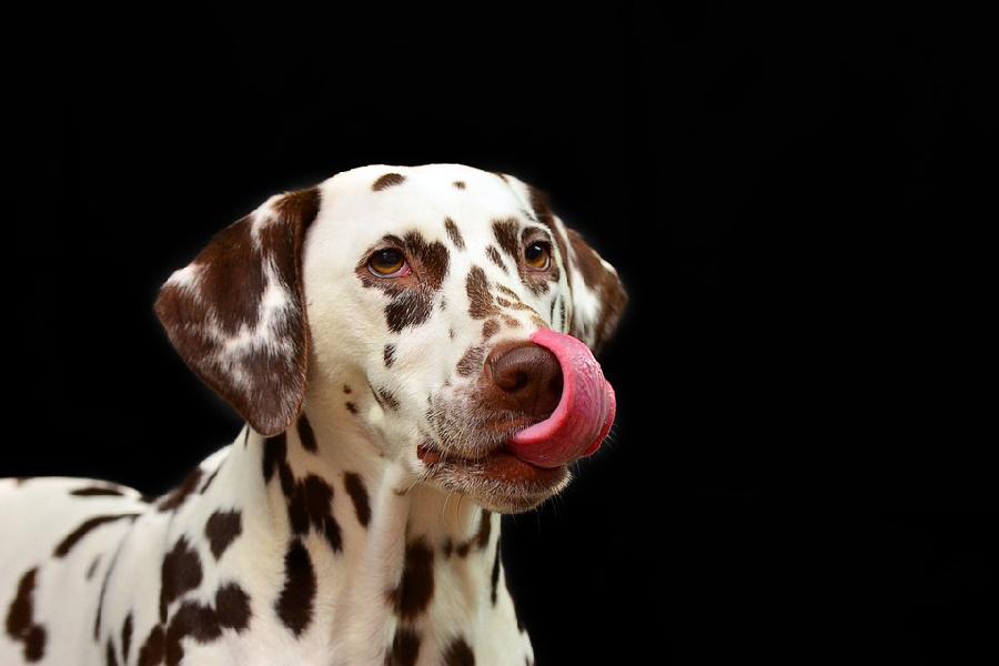 Could we translate the bark of a dog?