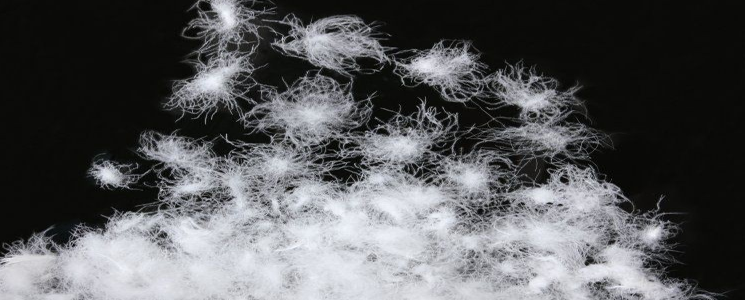 White goose down feathers copy