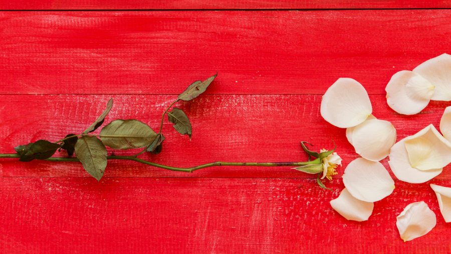 Destroyed white rose