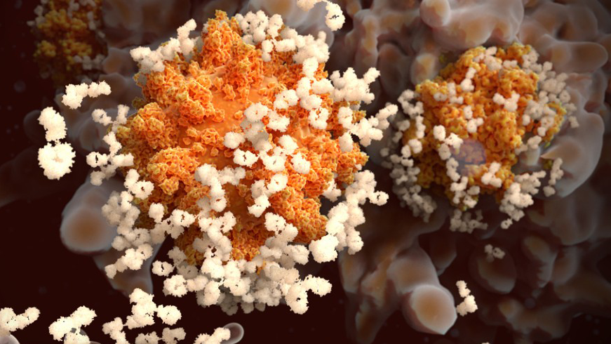 Super immunity covid immune response
