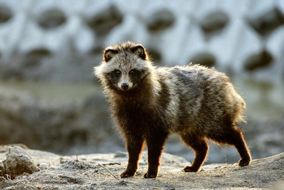 Racoon dog