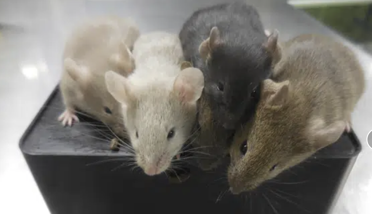 Mice in a lab