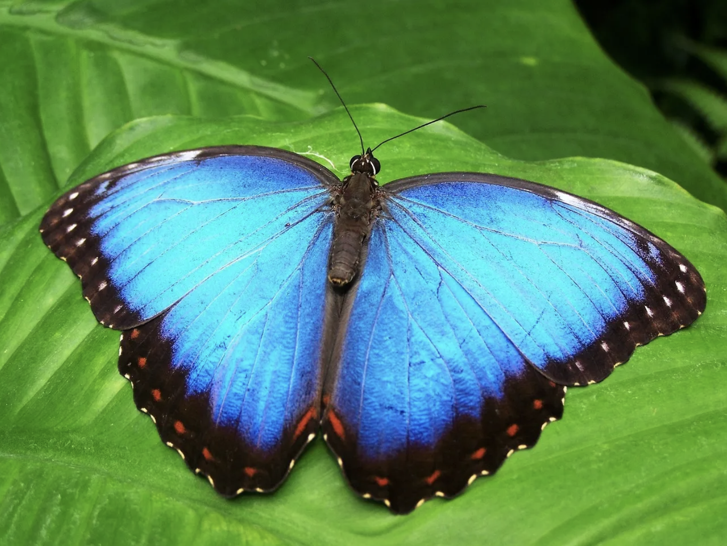 Blue butterfly mimicry