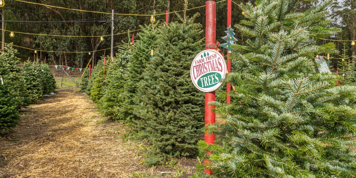 Village Mayor in NY Axes Tree Tradition