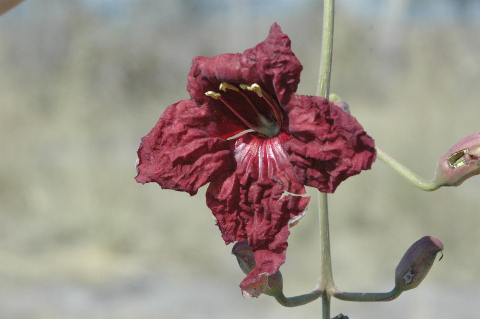 Kigelia africana (Lam.) Benth., Plants of the World Online