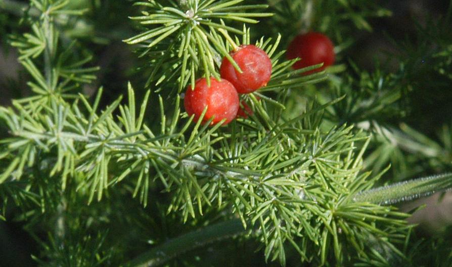 Asparagus africanus Lam. Plants of the World Online Kew Science