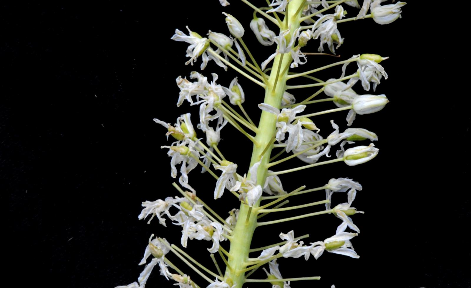 FS bulb Drimia haworthioides Hyacinthaceae, South Africa bulb 