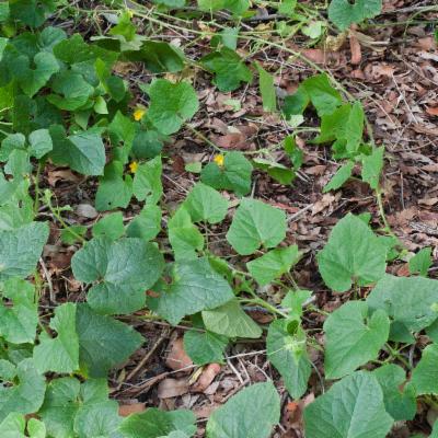 Cucumis metuliferus Jacques | Plants of the World Online | Kew Science