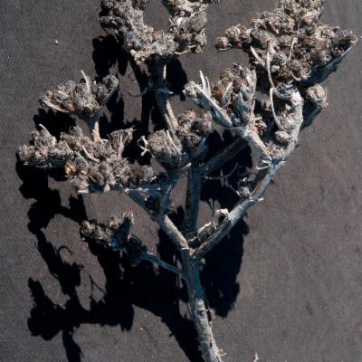 Geigeria Griess. | Plants of the World Online | Kew Science