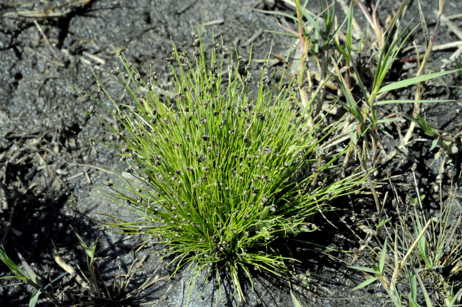 Isolepis R.Br. | Plants of the World Online | Kew Science