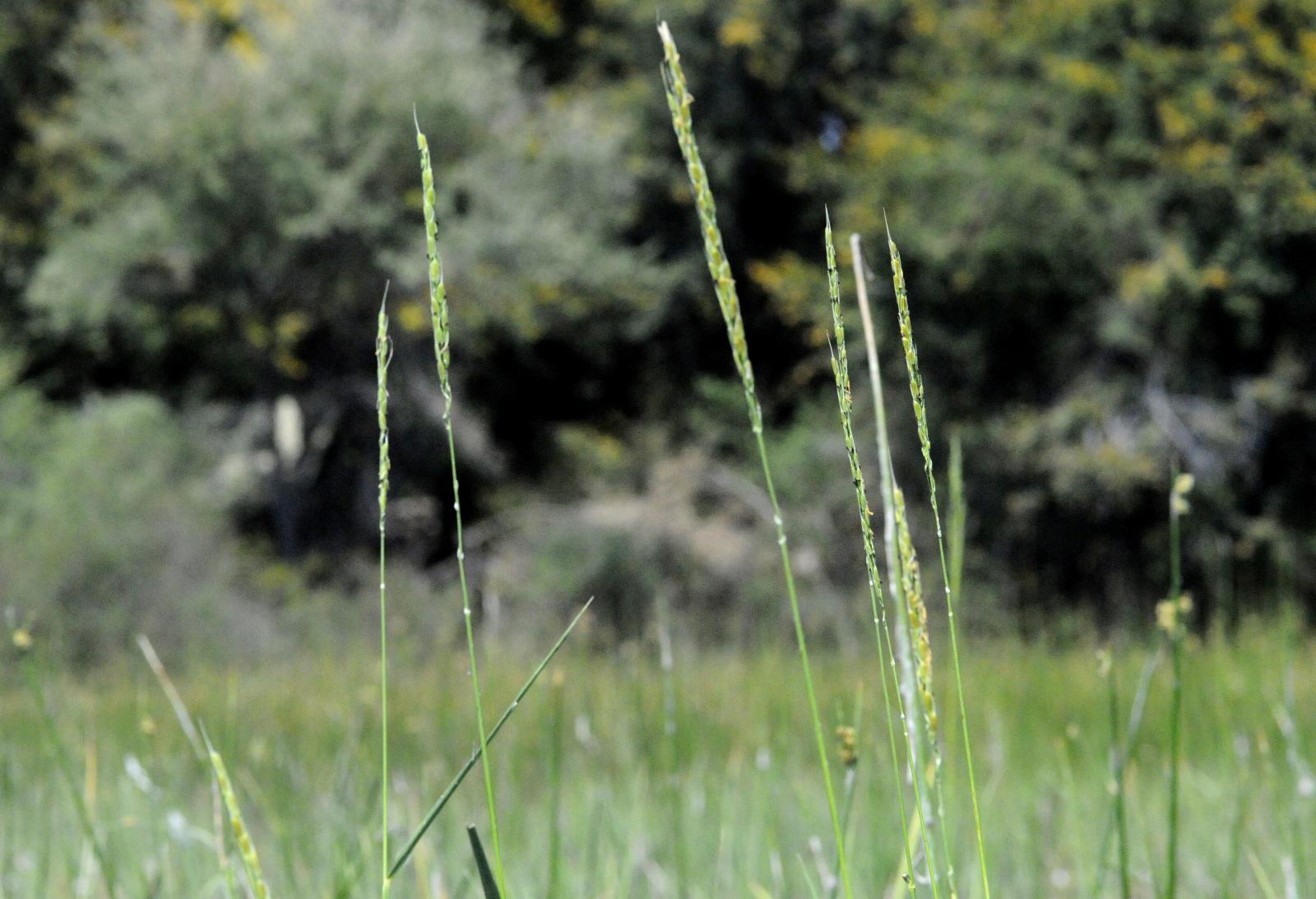 Oryza longistaminata A.Chev. & Roehr. | Plants of the World Online ...