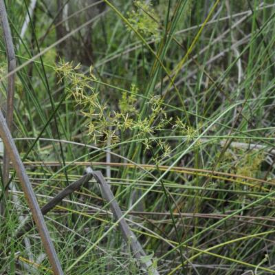 Cyperus articulatus L. | Plants of the World Online | Kew Science