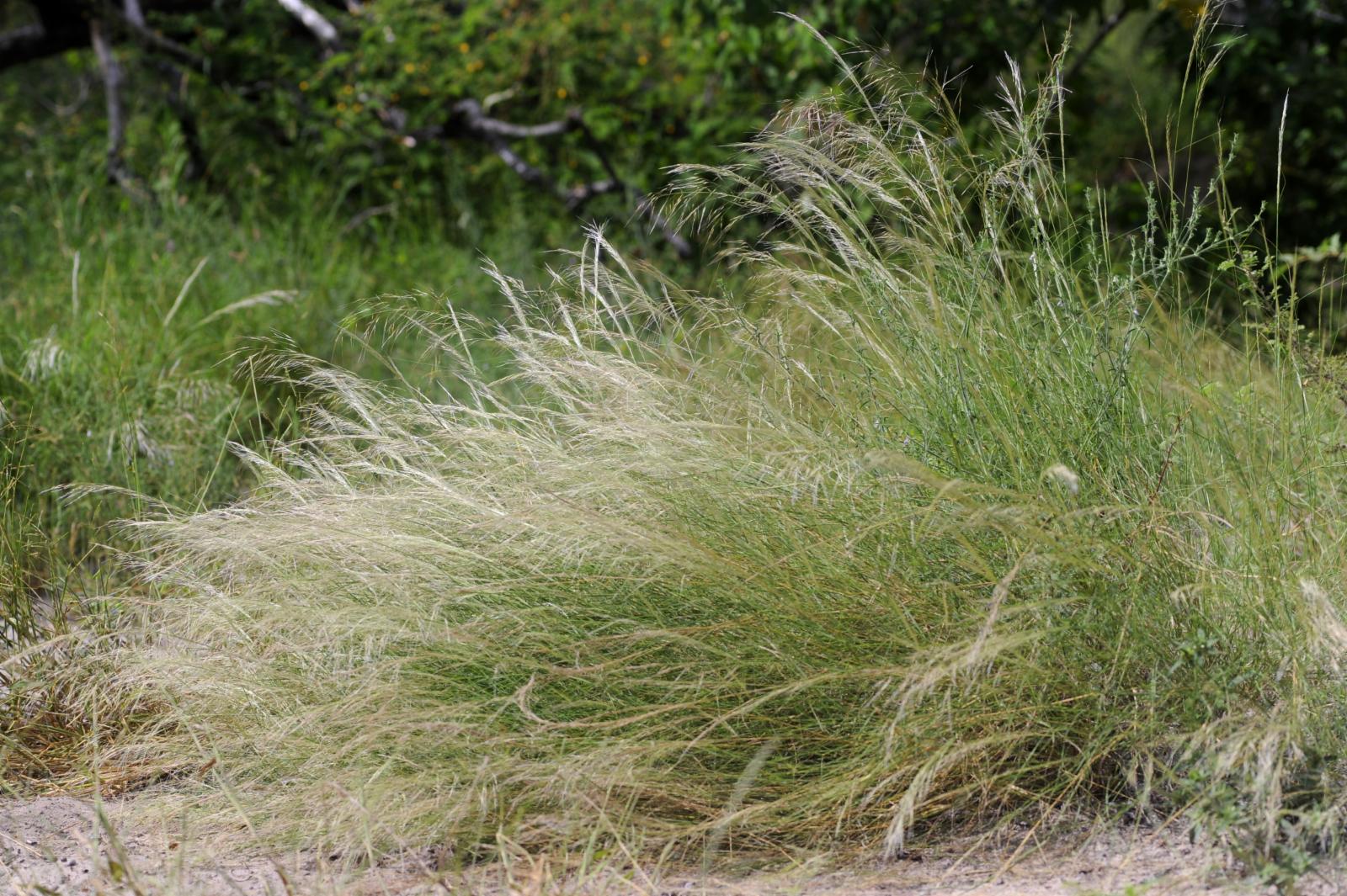 Stipagrostis uniplumis (Licht.) De Winter | Plants of the World Online ...